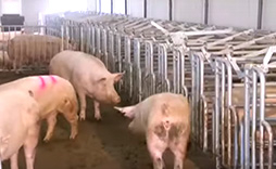 Group of pigs in a stable.